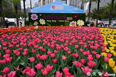 Tulips DSC_3315