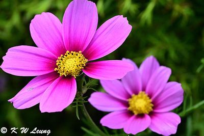 Cosmos DSC_3448