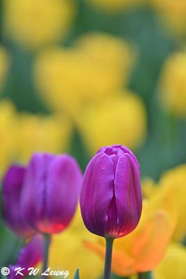 Tulip DSC_3340