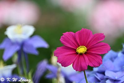 Cosmos DSC_3385