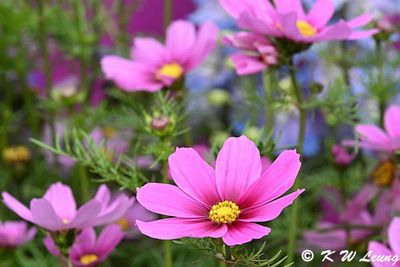 Cosmos DSC_3382