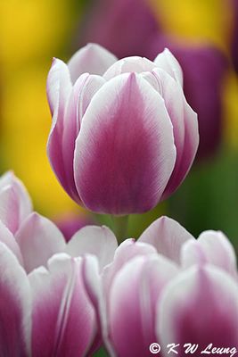 Tulip DSC_3334