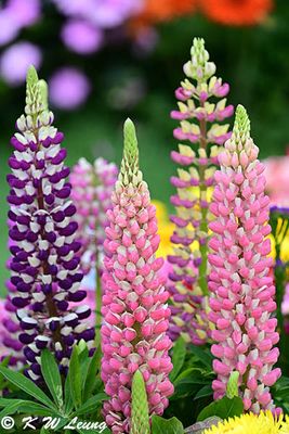 Lupin DSC_3387