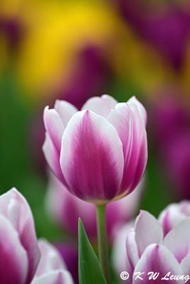 Tulip DSC_3329