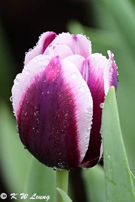 Tulip DSC_3356
