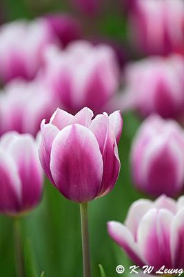 Tulip DSC_3346
