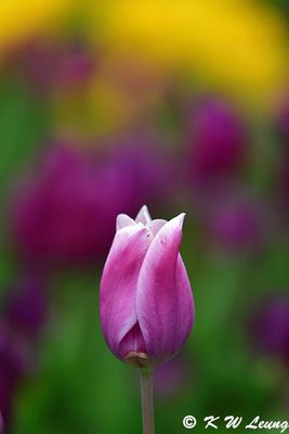 Tulip DSC_4116
