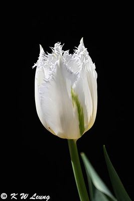 Tulip DSC_2855