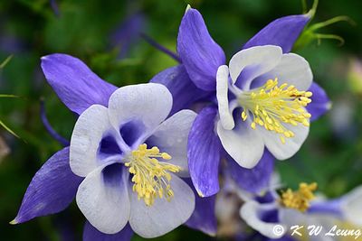 Columbine DSC_3476