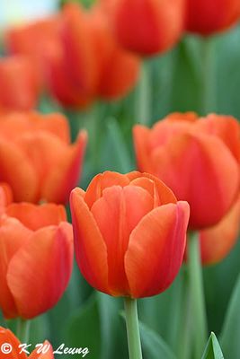 Tulips DSC_3360