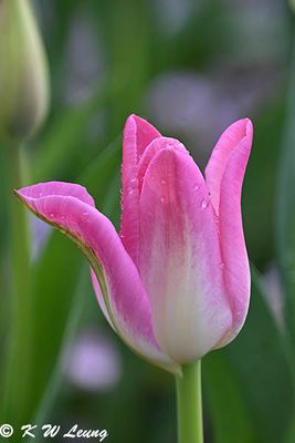 Tulip DSC_2775