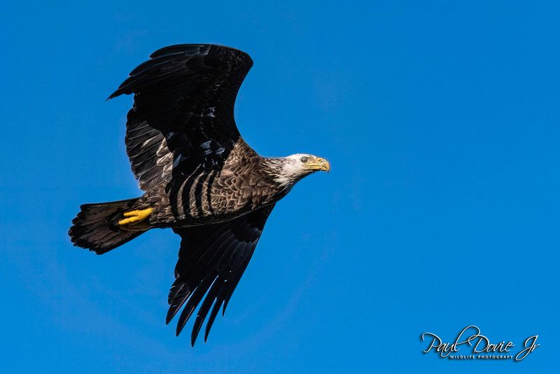 DI Bald Eagle