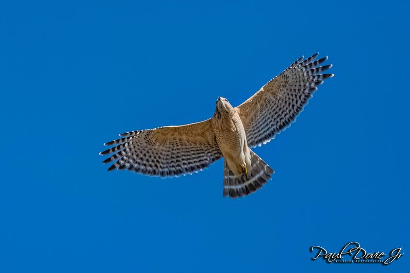 Red-shouldered-Hawk_19305.jpg