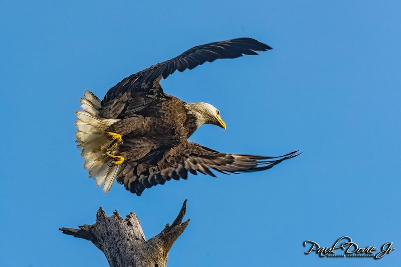 Bald-Eagle_9530.jpg
