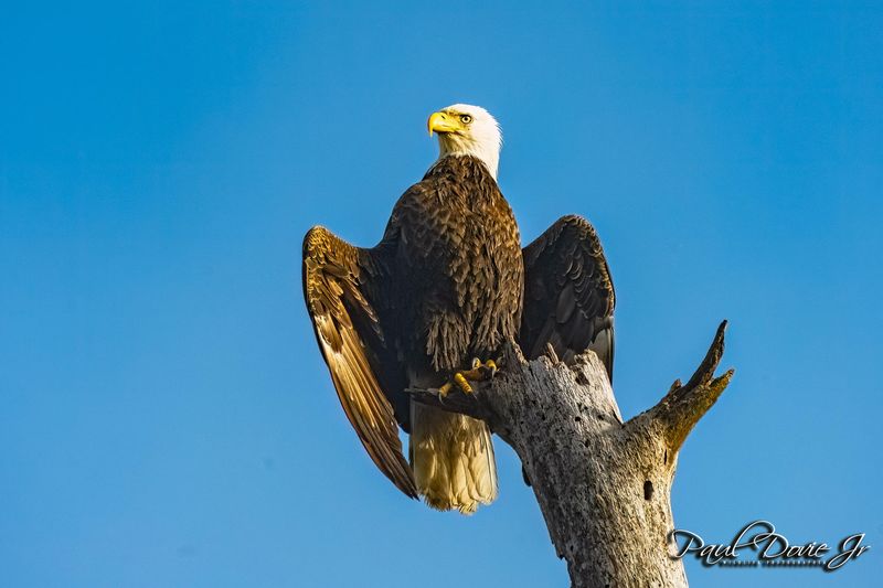 Bald-Eagle_9508.jpg