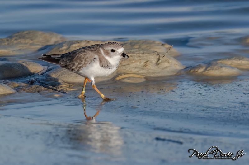 Piping-Plover_9649.jpg