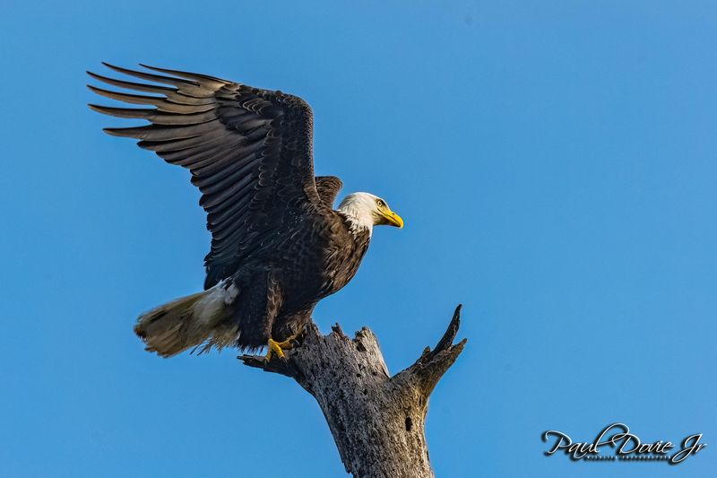 Bald-Eagle_9528.jpg