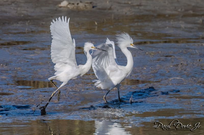 Snowy-Egret_28900.jpg