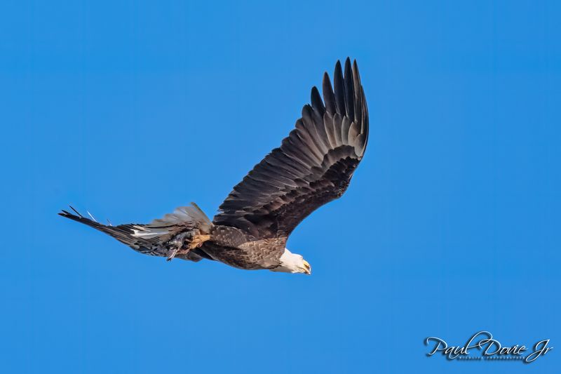 Bald-Eagle_10933.jpg