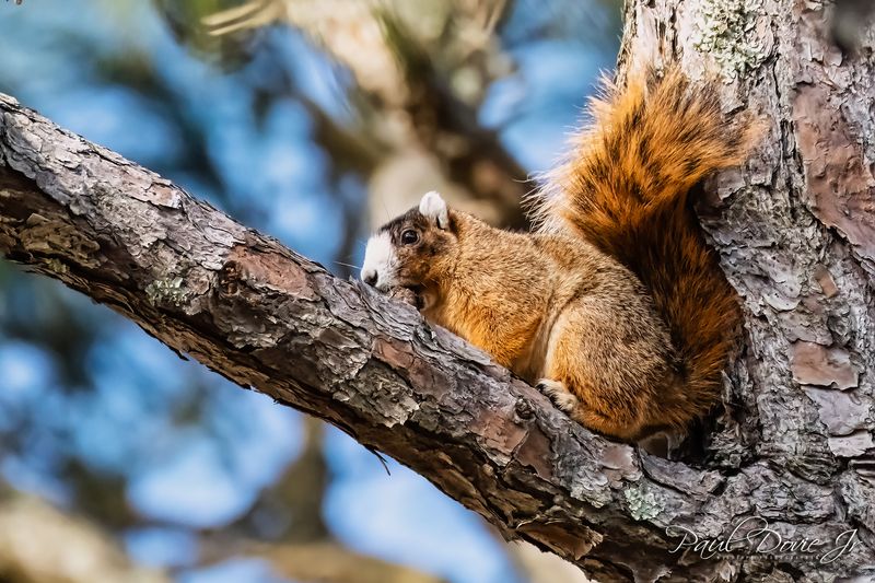 Fox-Squirrel_1179.jpg