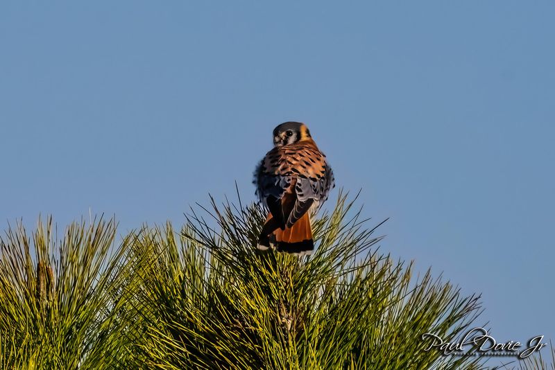 American-Kestrel_1116.jpg