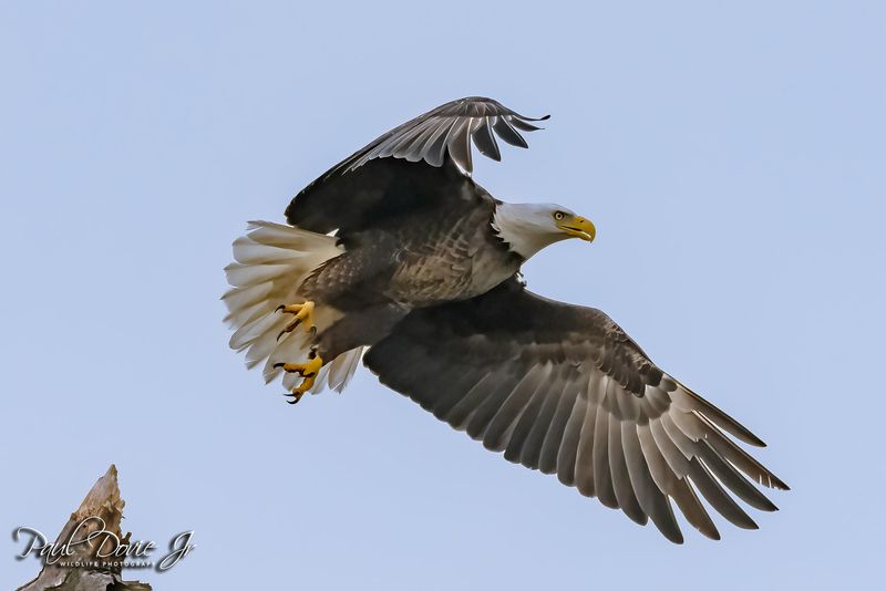 Bald Eagle