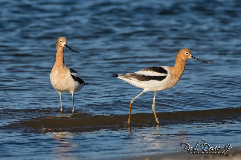 American Avocet