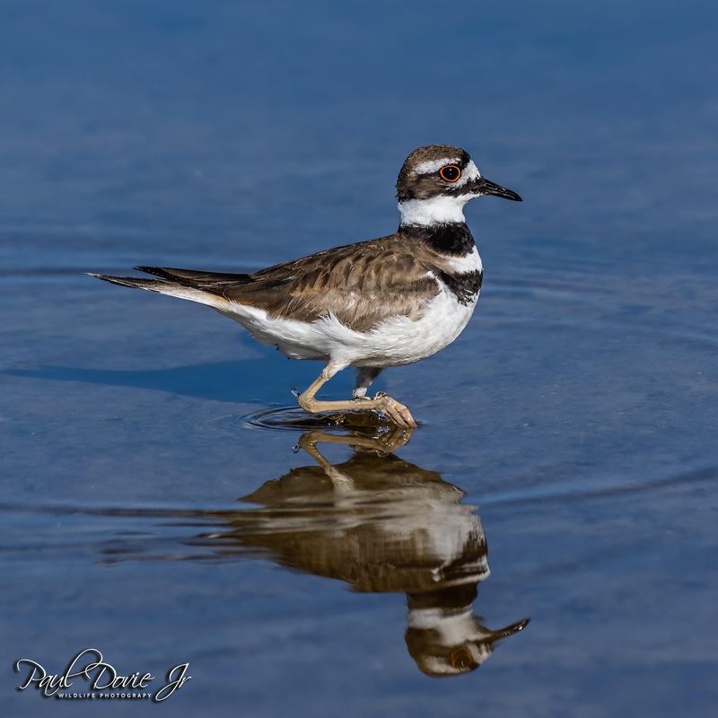 DI Killdeer