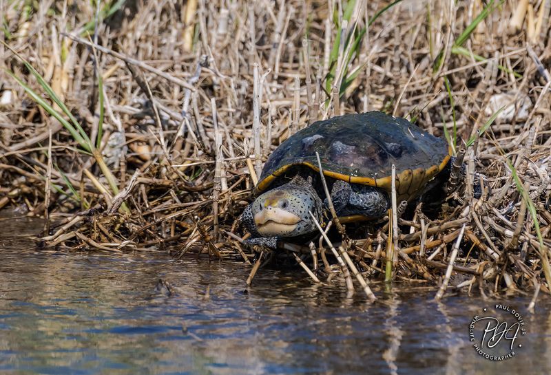 Diamondback Terrapin Turtle