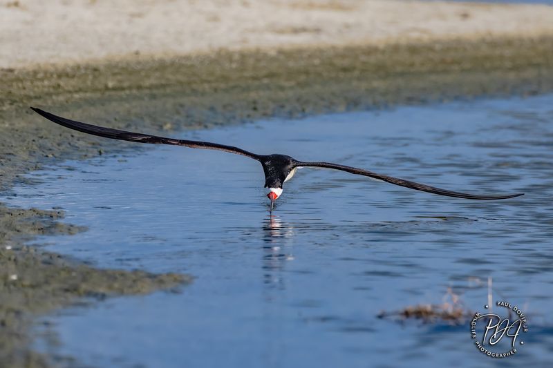 Black Skimmer