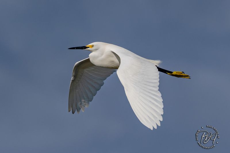 Snowy Egret
