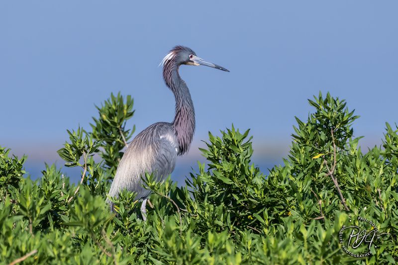 Tricolored Heron