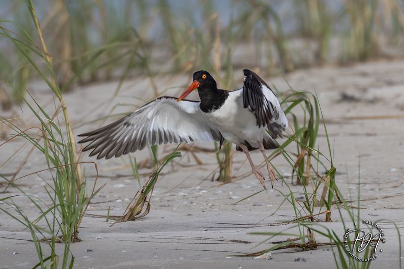 American Oystercatcher