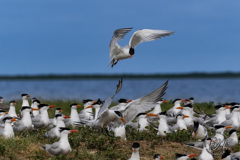 Royal Terns