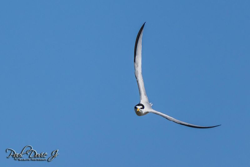 Least Tern