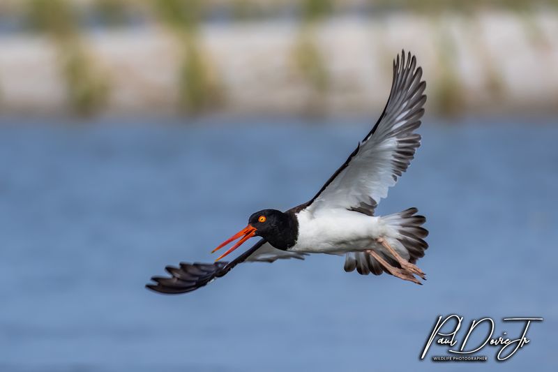 American Oystercatcher