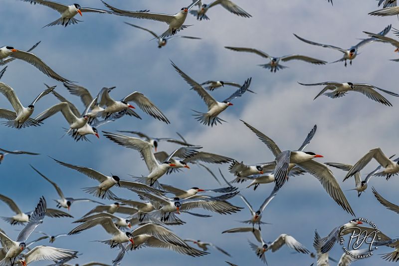 Royal Terns in Flight