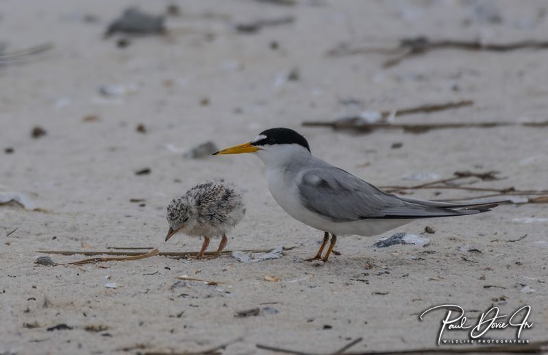 Least Tern & Chick