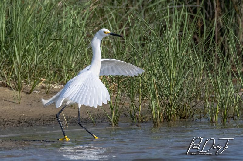 Snowy Egret