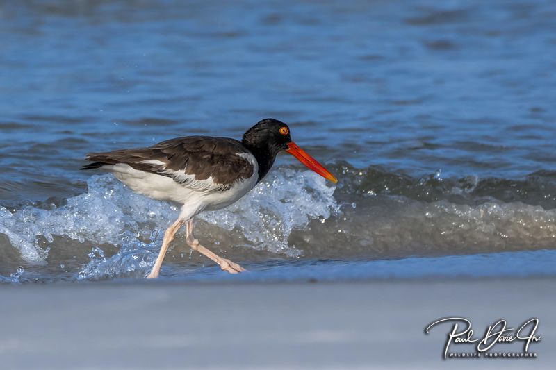 DI American Oystercatcher