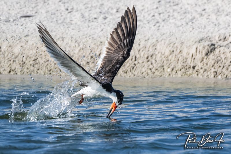 DI Black Skimmer