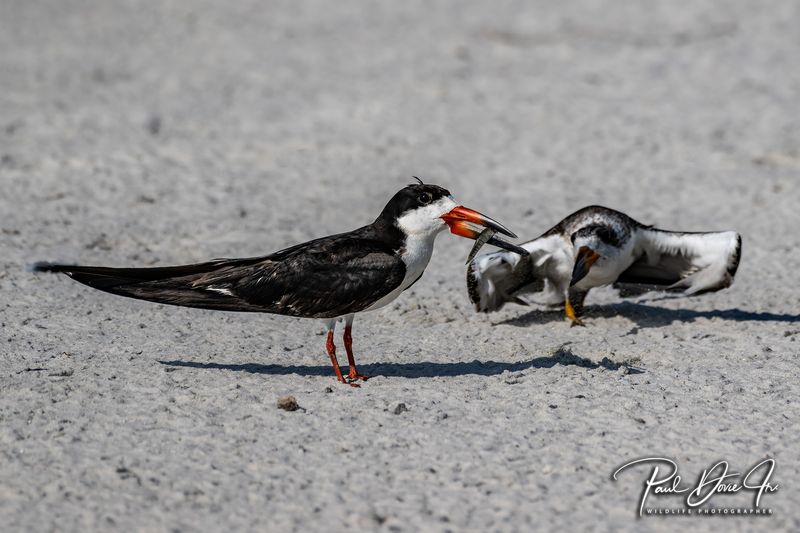 DI Black Skimmer