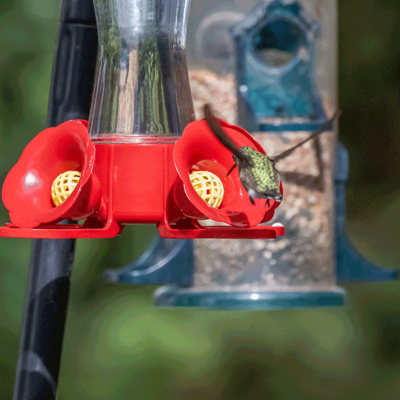 Hummingbird Gif