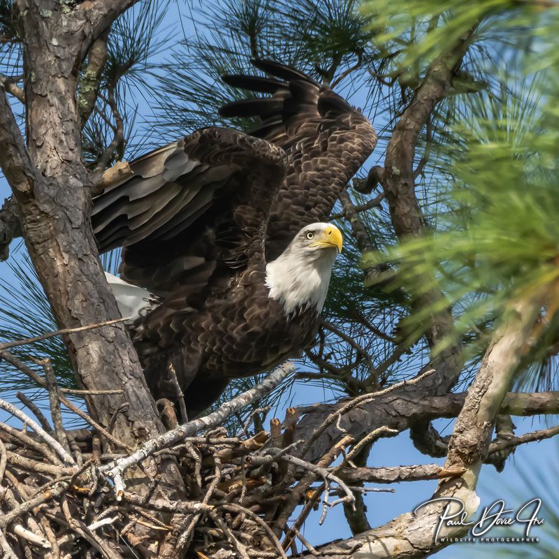 Bald Eagle