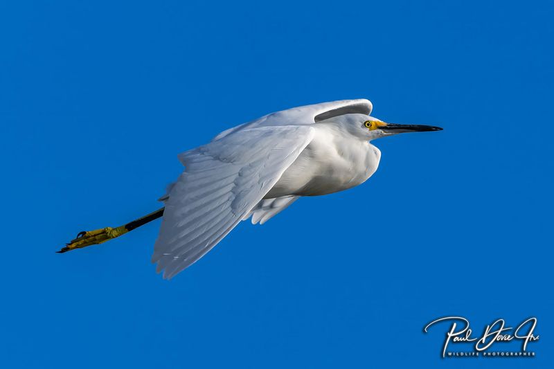 Snowy Egret