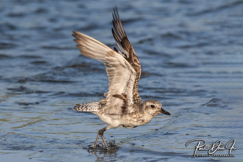 Black-bellied Plover