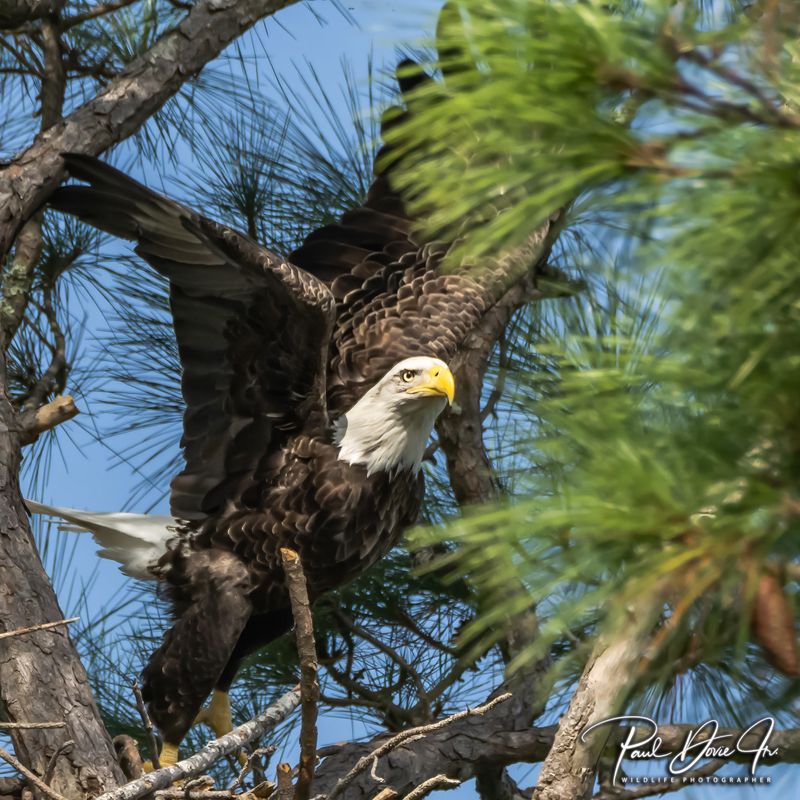 Bald Eagle
