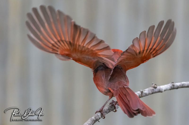 Northern Cardinal Taking Flight