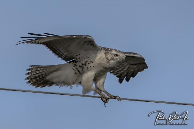 DI Red-tailed hawk