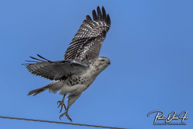 DI Red-tailed hawk
